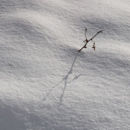 Lone Twig