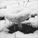 Snow Mushroom