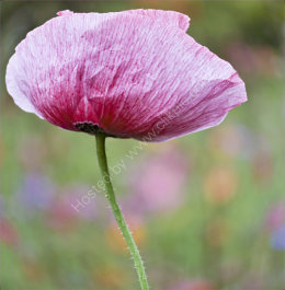 Diane Fifield Flower @ Plant Photography