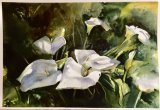 Porthcurno lilies