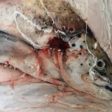 Shrink wrap the old trout