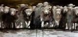 A herd of Herdwicks