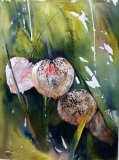 Chinese lantern pods