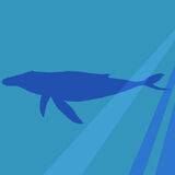 Blue whale