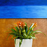 Green plant with blue wall