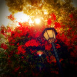 Bougainvillea, Cascais