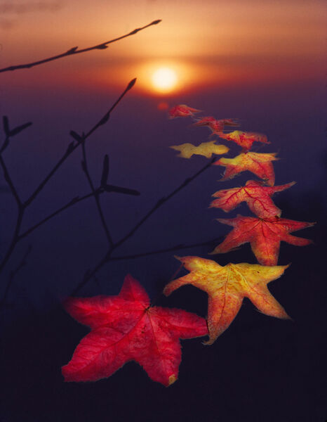 Autumn leaves, Boxhill