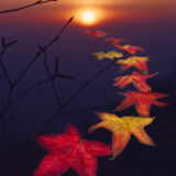 Autumn leaves, Boxhill