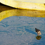 Bird with yellow reflection