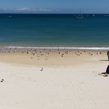Beach scene with gulls