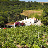 Vineyards, Portugal