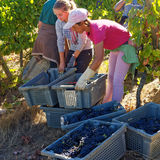 Grape harvesting