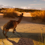 Camel with dunes