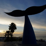 Whale tail at dawn
