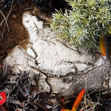 Fossilized fish