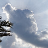 Advancing cloud with palm tree