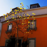 Autumn leaves with deep orange