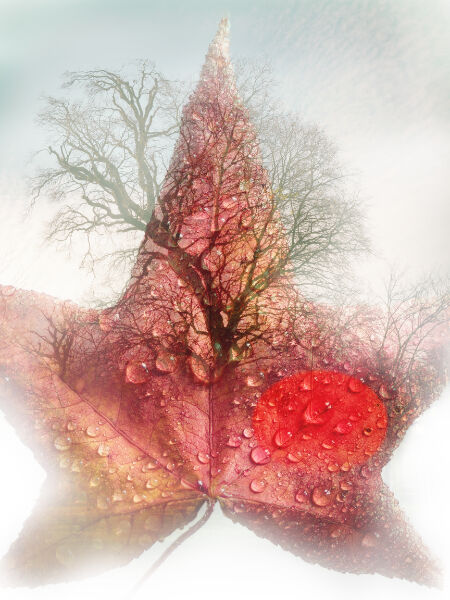 Autumn leaf with setting Sun