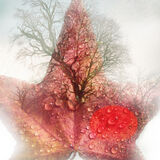 Autumn leaf with setting Sun