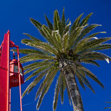 Red light with palm trees