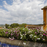 Flowers, Obidos