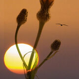 Daisies dream