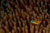 Raja Ampat 2009