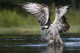 Scotland - Ospreys 2013