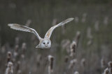 Owls - British Wildlife Centre 2014