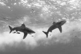 Red Sea Nov 2014