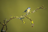 Wild birds Dec 2014