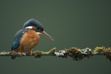 Kingfisher Apr 2016