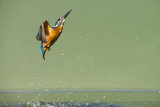 Kingfisher July 2016