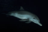 Bahamas 2009