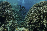 Red Sea 2007