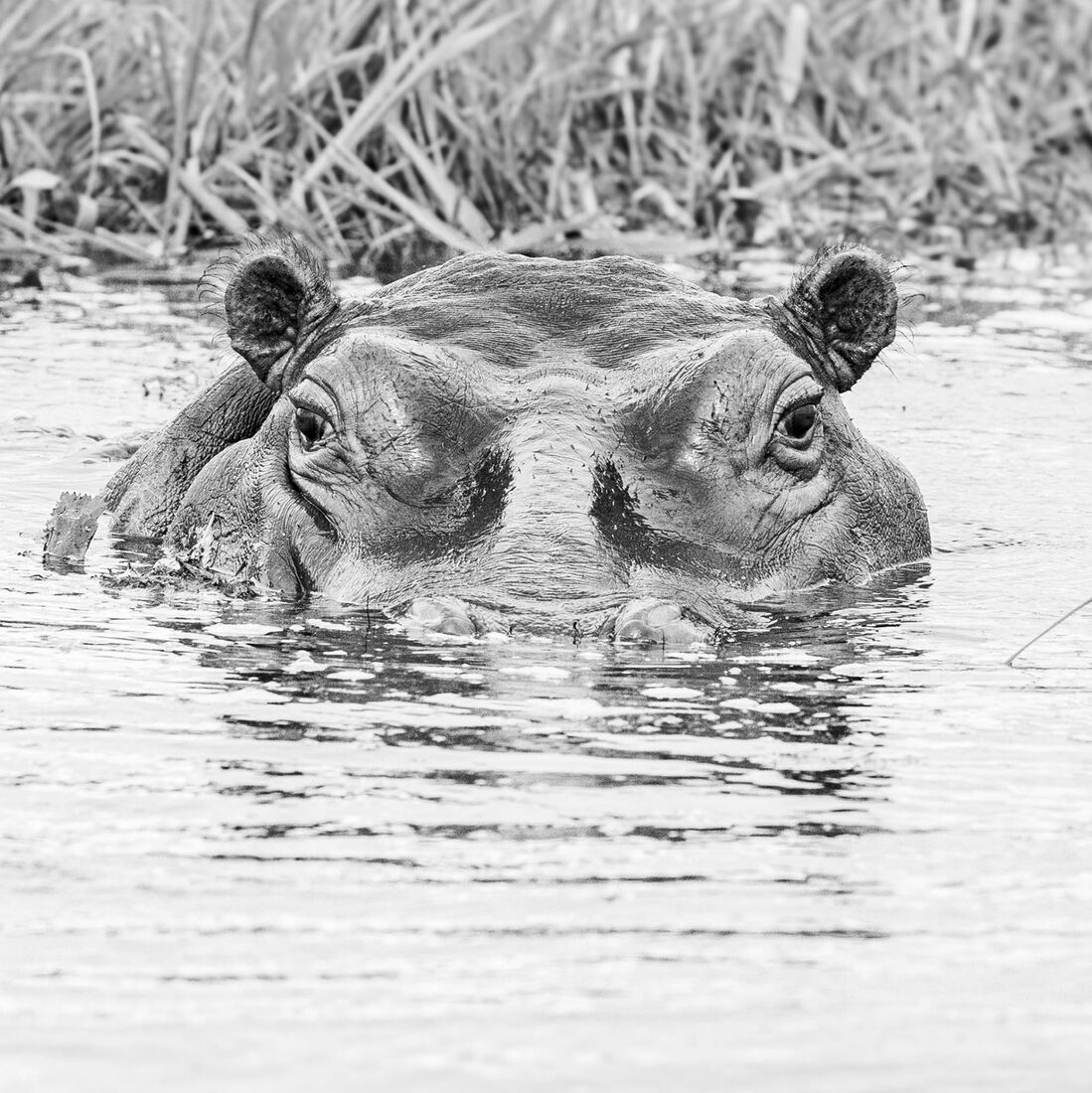 10 Hippopotamus copy