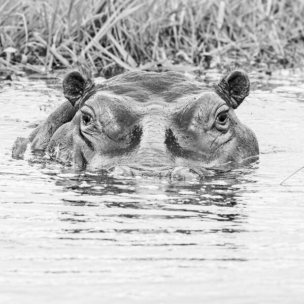10 Hippopotamus copy