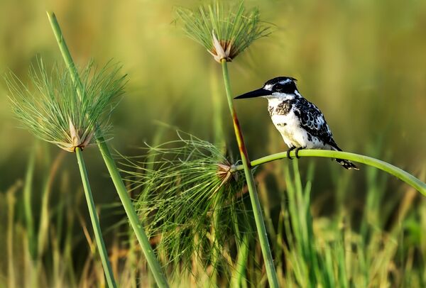 11 Pied Kingfisher