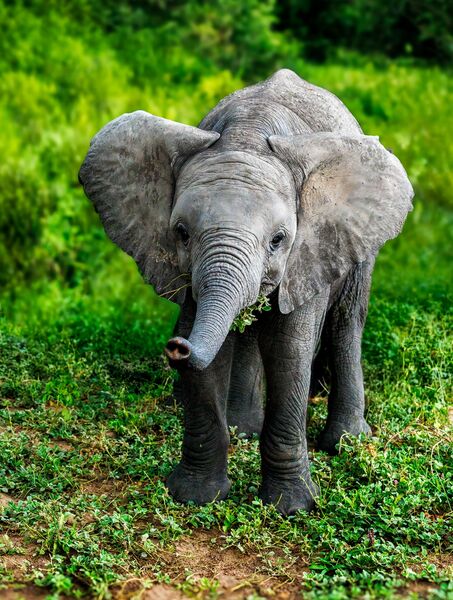13 Baby Elephant STH1844