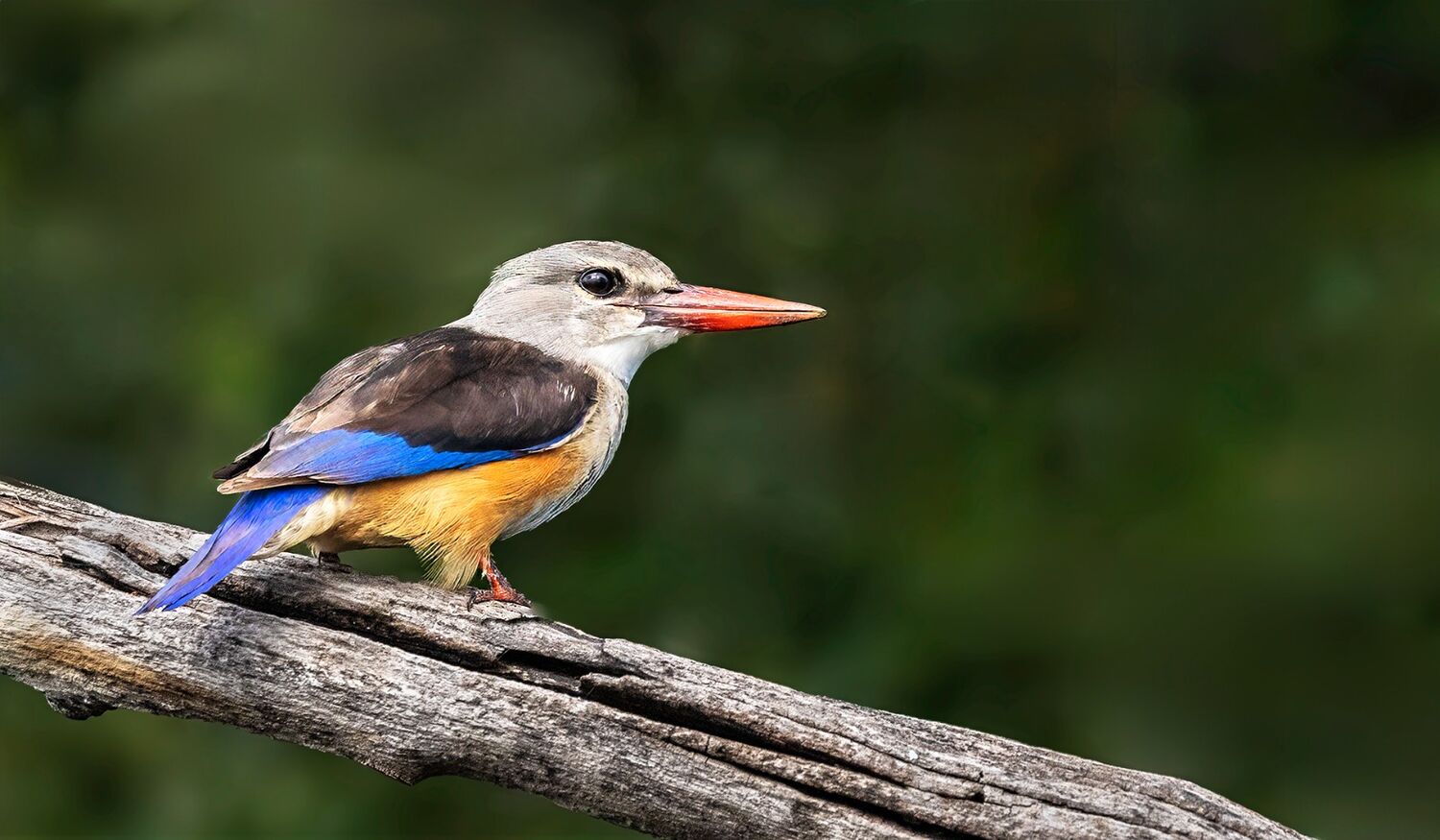 15 Gray-Headed Kingfisher STH0596 copy 2