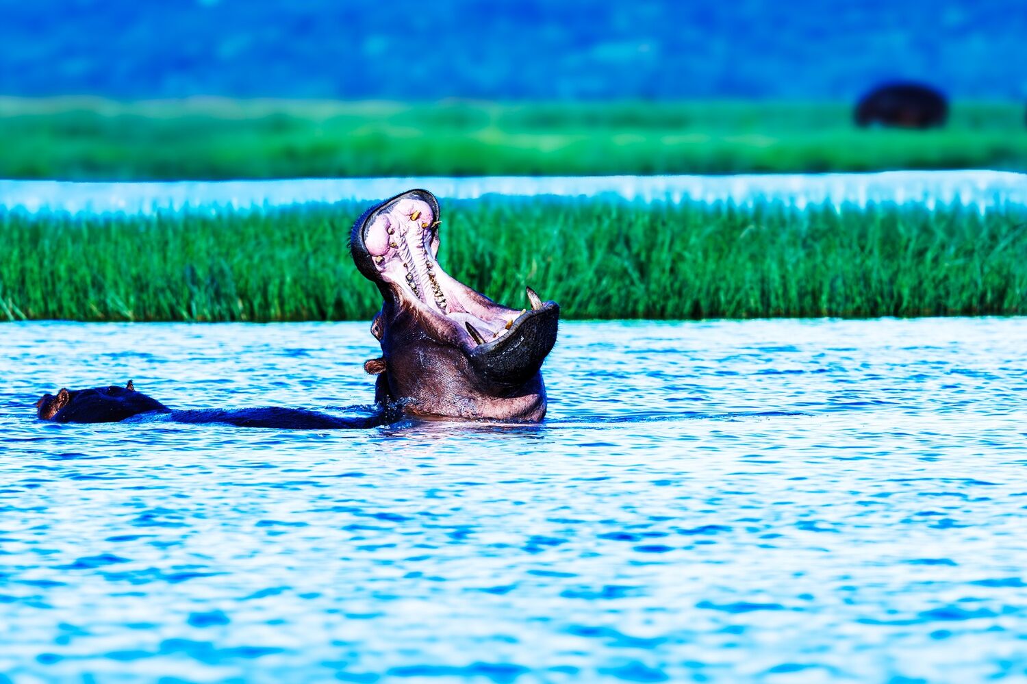 16 Yawing Hippo STH3049 copy