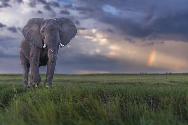 1 Big Tusker Elephant Cup G1A9722 copy
