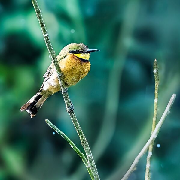 2 Little Bee-Eater STH0841 copy 24