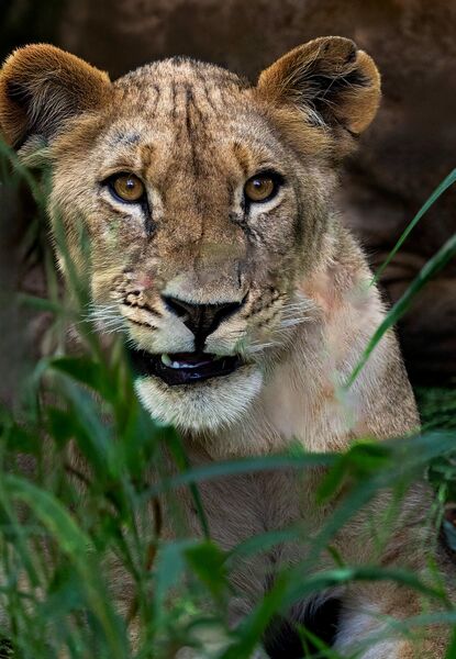 3 Lioness STH7589-Edit copy print on bamboo copy