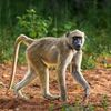 Baboon