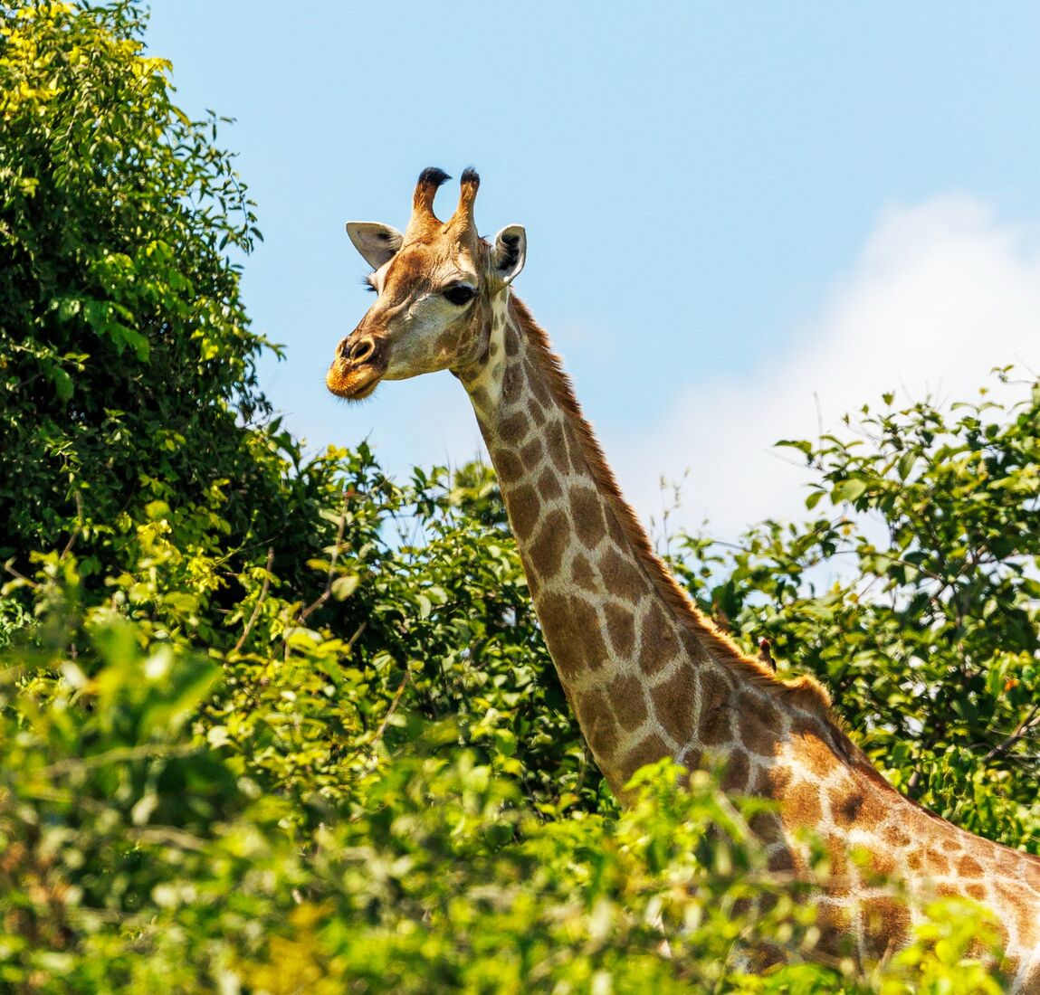 5 giraffe STH2240