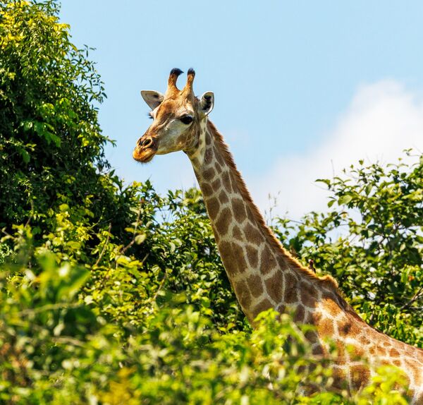 5 giraffe STH2240