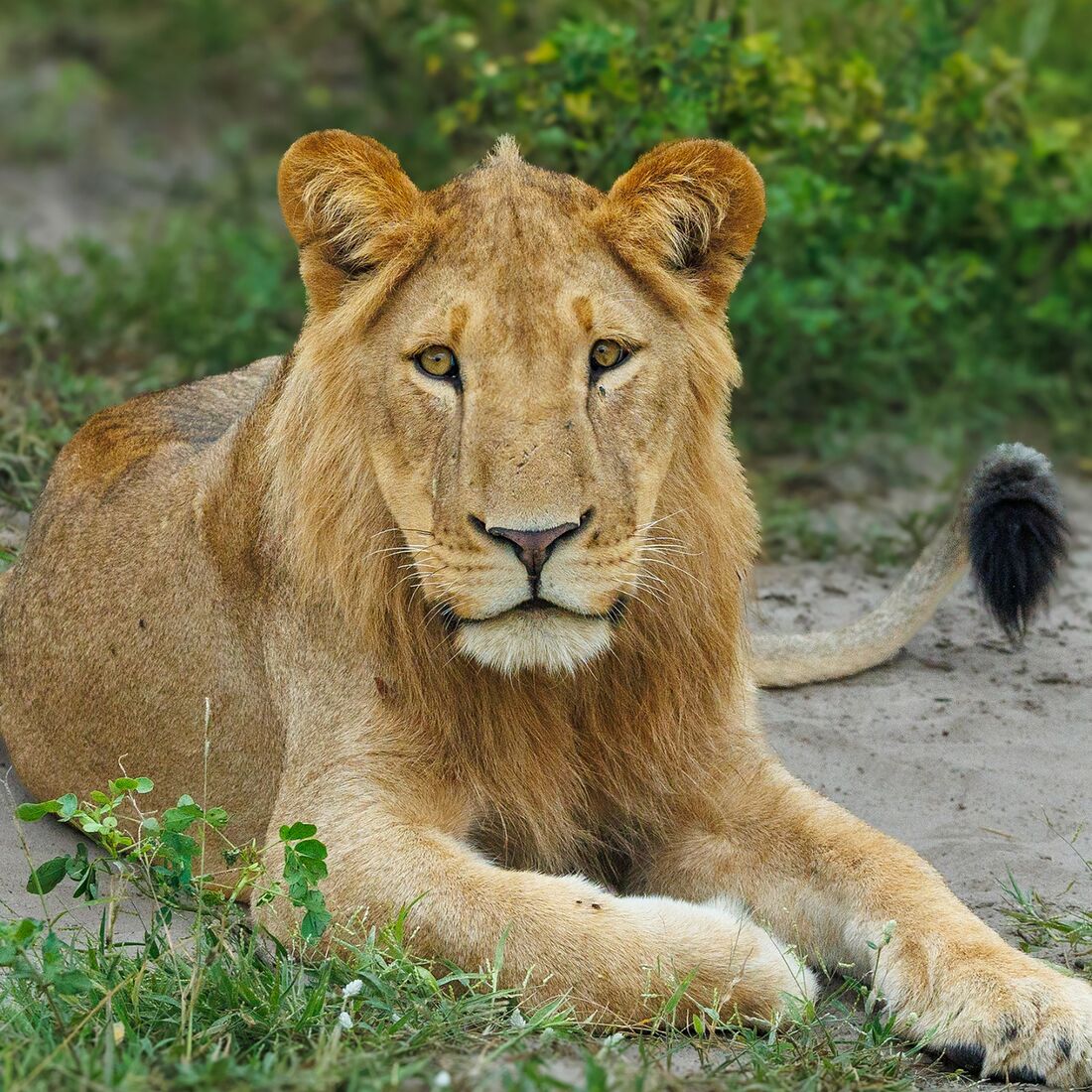 6 Lion Chobe River 1731 copy