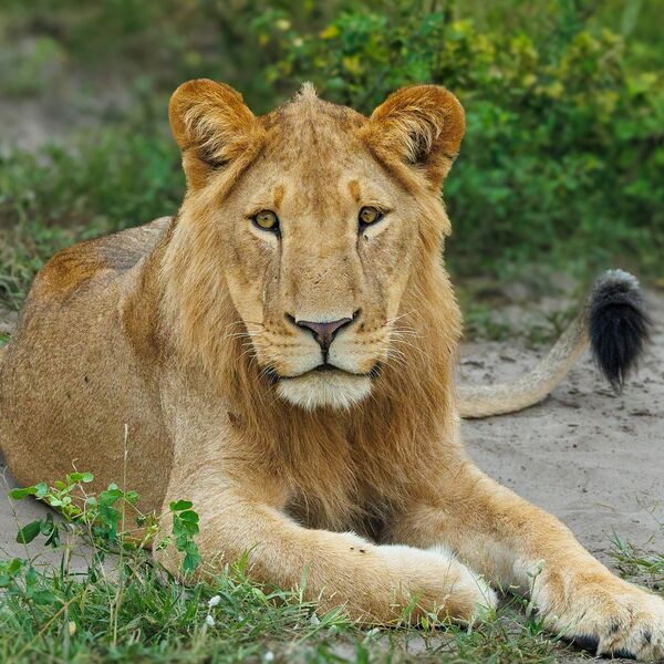 6 Lion Chobe River 1731 copy
