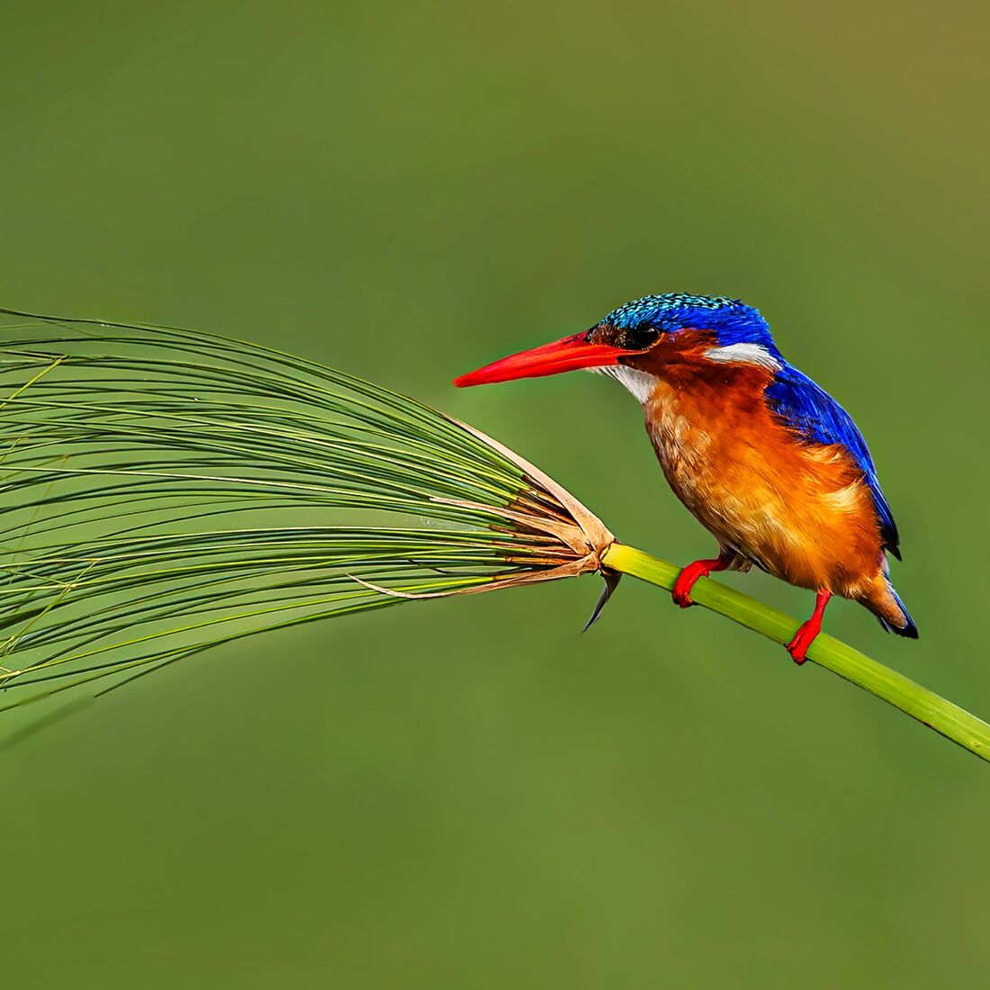 7 Malachite Kingfisher